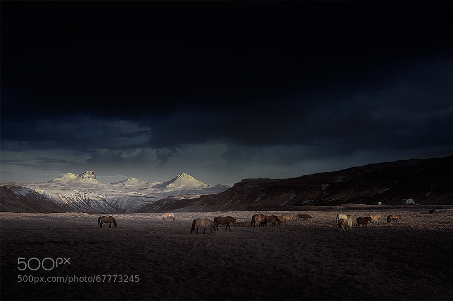 Photograph ? bunch of horses by Andy Lee on 500px