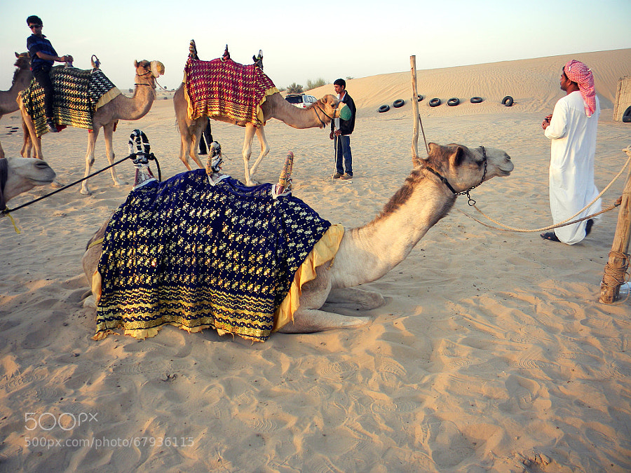 Photograph Camel on camel by Khush Savjani on 500px