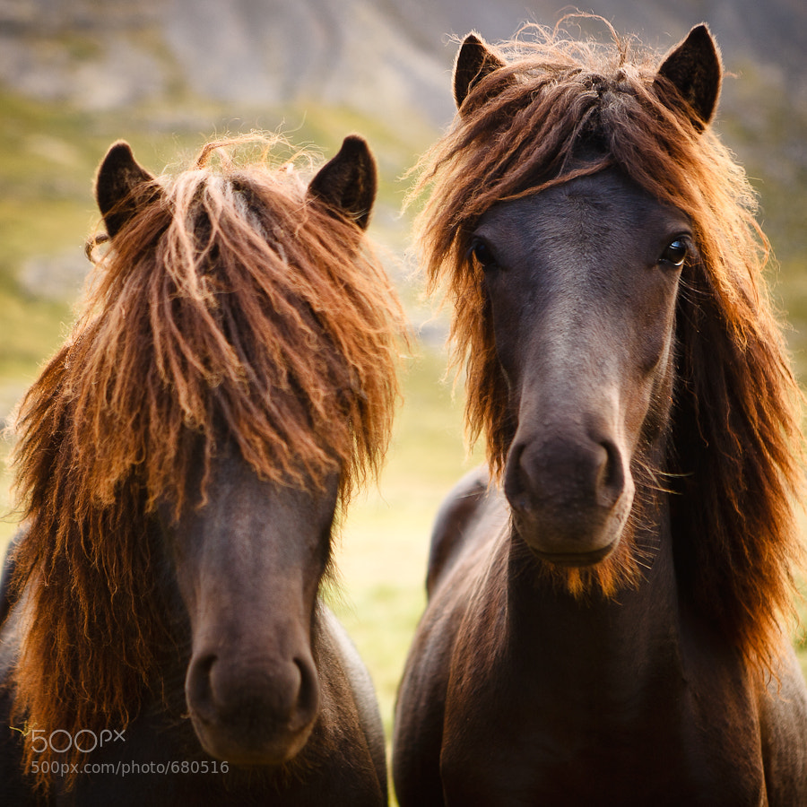 Two Wild Horses by Jens Klettenheimer