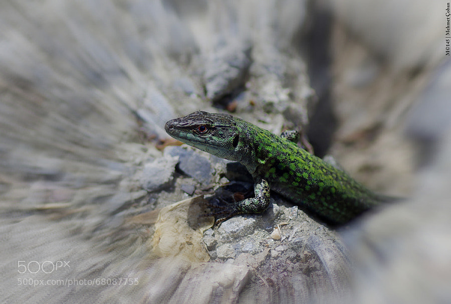 Photograph green Lizard by Mehmet Çoban on 500px