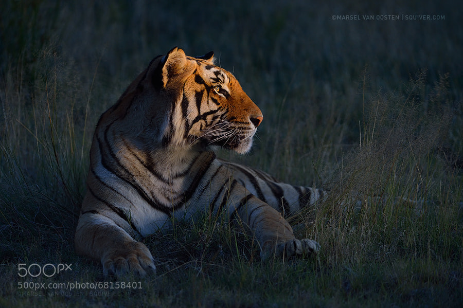 Photograph King Of The Night by Marsel van Oosten on 500px