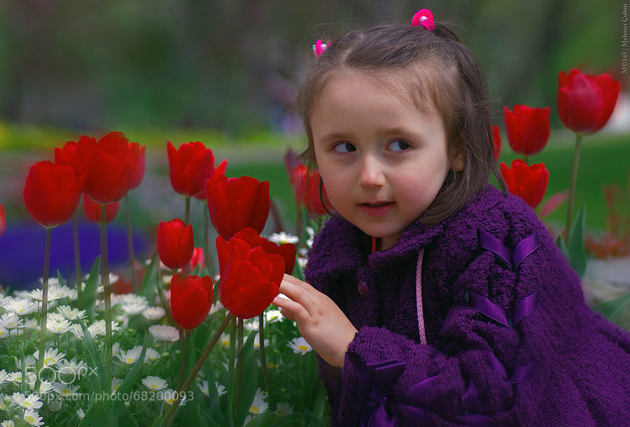 Photograph Beautiful tulips by Mehmet Çoban on 500px