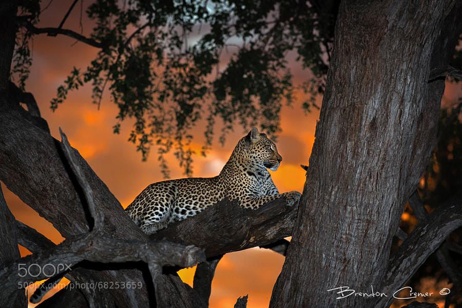 Photograph Khwai Leopardess by Brendon Cremer on 500px