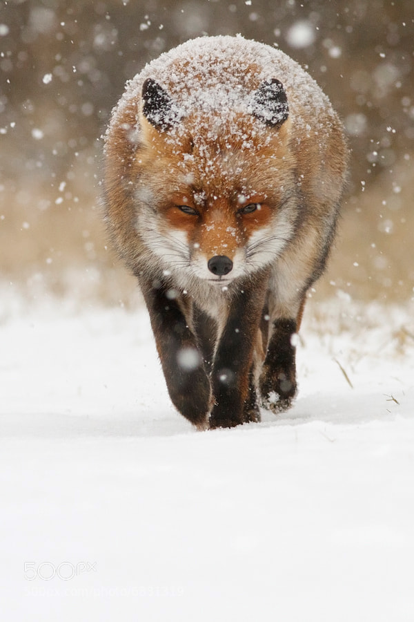 Photograph Snow Fox by Roeselien Raimond on 500px