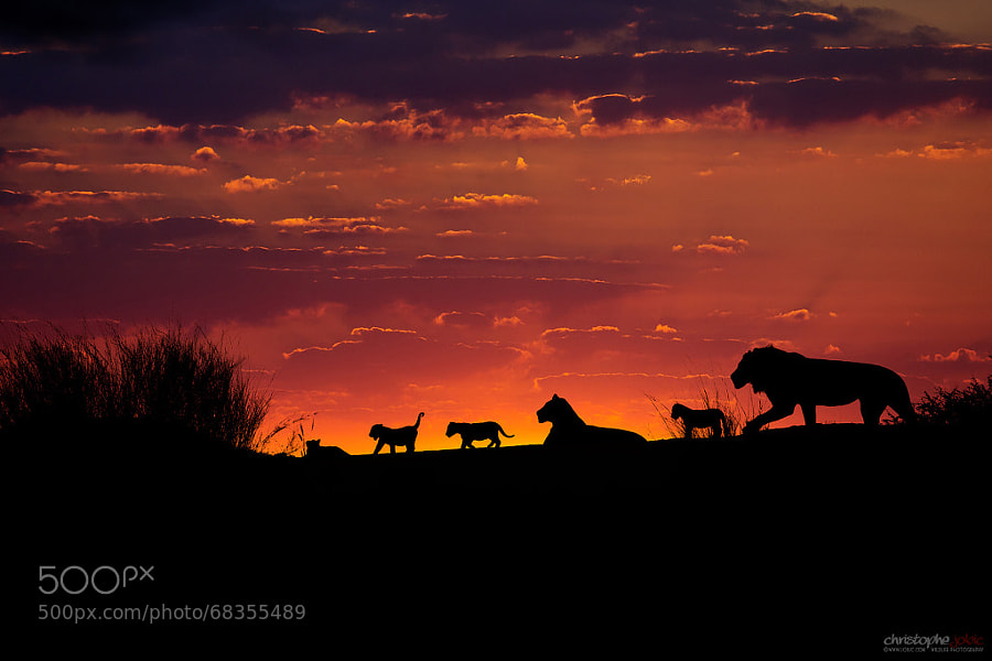 Photograph Lion pride on a Kalahari dune at sunset by Christophe JOBIC on 500px