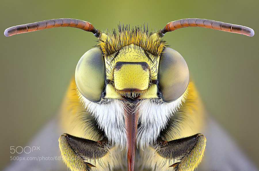 Photograph THE BEE by Yudy Sauw on 500px