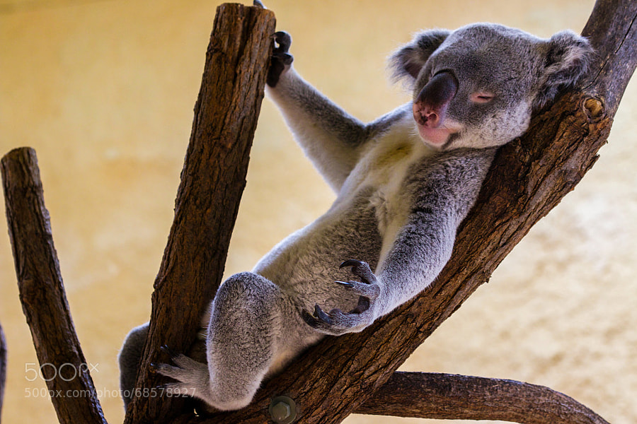 Mr. Koala