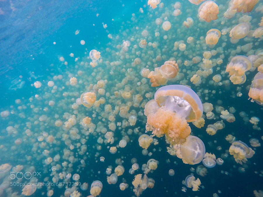 Photograph Fleet Of Jellyfish In Palau by Richard Schneider on 500px