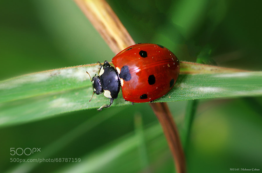 Photograph ladybug by Mehmet Çoban on 500px
