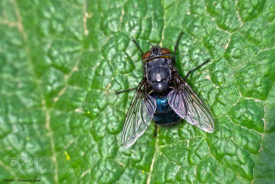 Photograph housefly by Mehmet Çoban on 500px