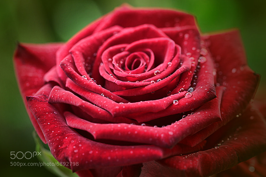 Photograph A Rose by Wim Bolsens