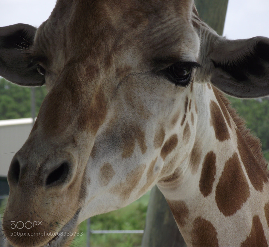 Giraffe Encounter