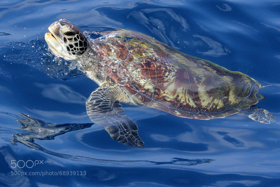 Green Sea Turtle Similan