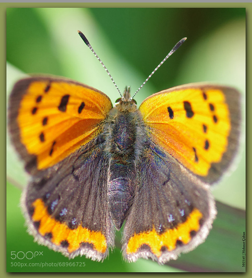 Photograph Mini Butterfly by Mehmet Çoban on 500px