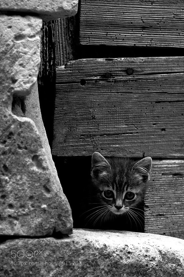 Curious Kitten by Jérôme Picard