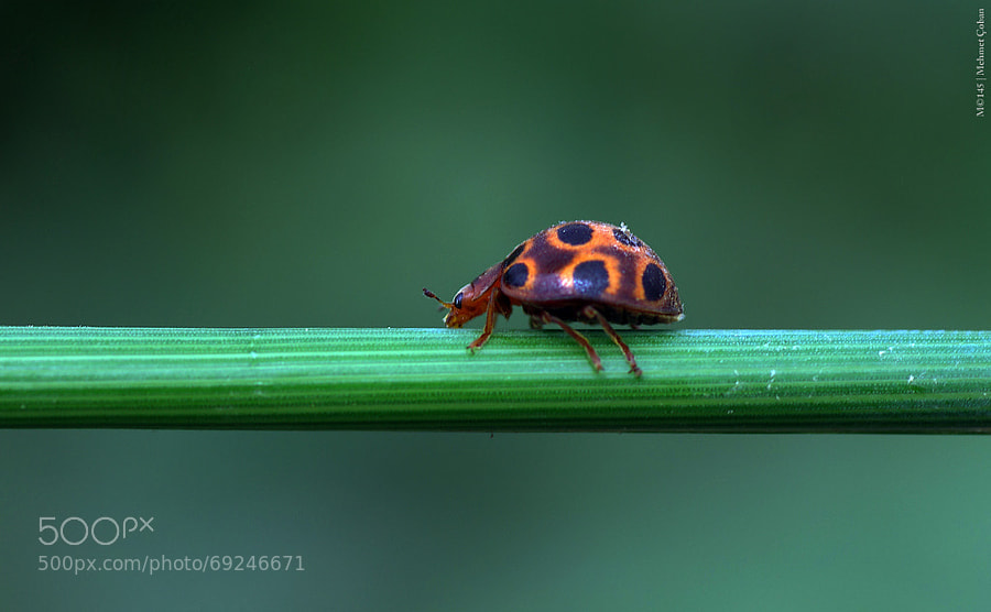 Photograph Ladybugs orange by Mehmet Çoban on 500px