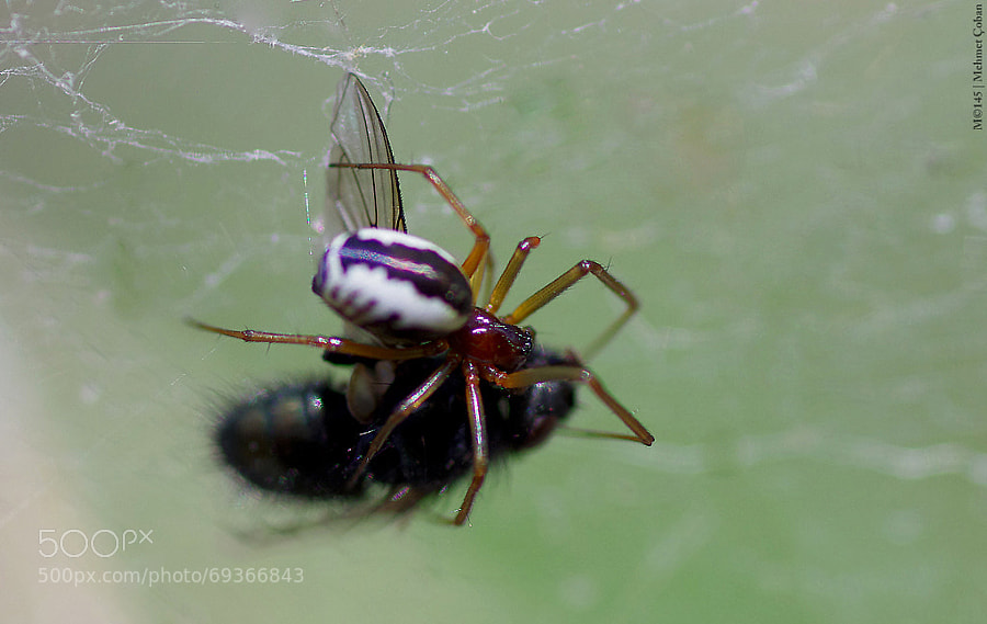 Photograph killing spiders by Mehmet Çoban on 500px