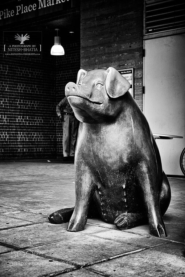 Photograph Rachel the Pig, Pike Place Market by Nitesh Bhatia on 500px