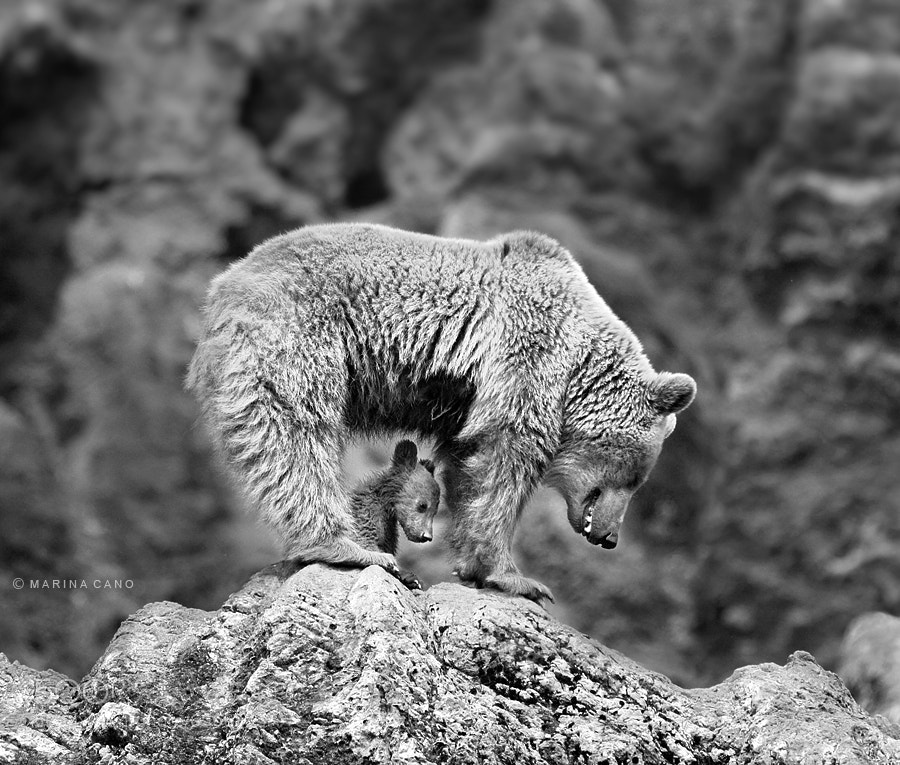 Photograph Bear Cub by Marina Cano on 500px