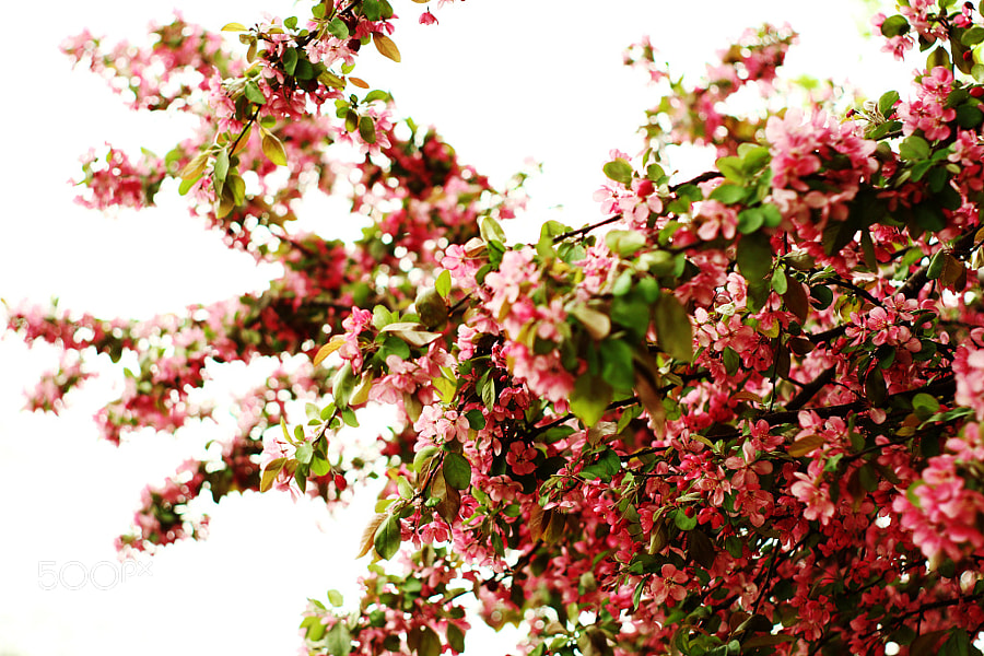 Photograph Crabapple Blossoms by Jeff Carter on 500px