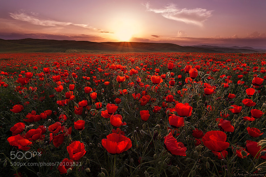 Photograph poppy field by Anton Sadomov on 500px