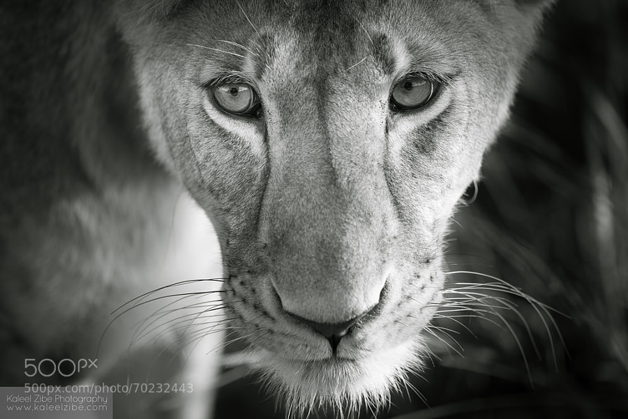 Thoughtful lioness