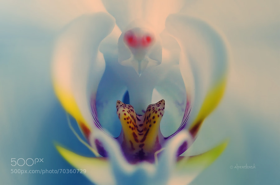 Photograph an alien living in orchid by Alper Doruk on 500px