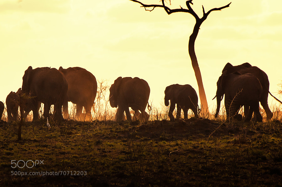 Photograph Elephants family in the dust by john wine on 500px