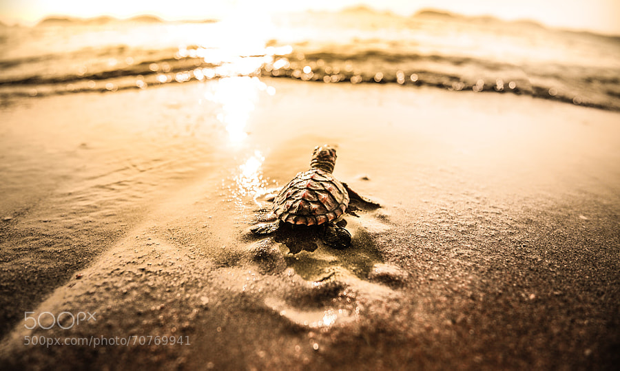 Baby Turtles - Photograph The Explorer by Pisanu Thoyod on 500px