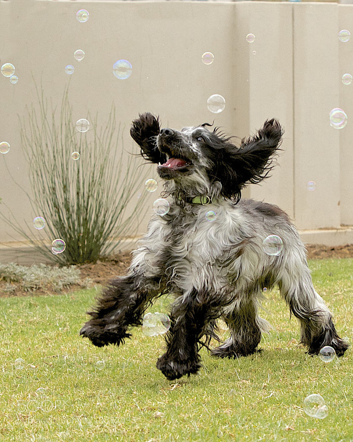 Photograph Fun with bubbles by tbza . on 500px