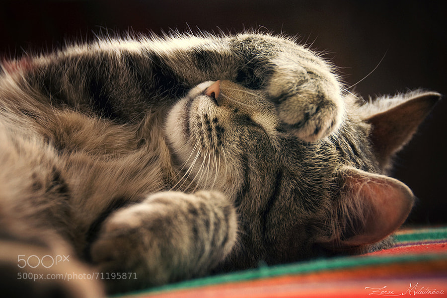 cat photography -Photograph Do Not Disturb! by Zoran Milutinovic on 500px