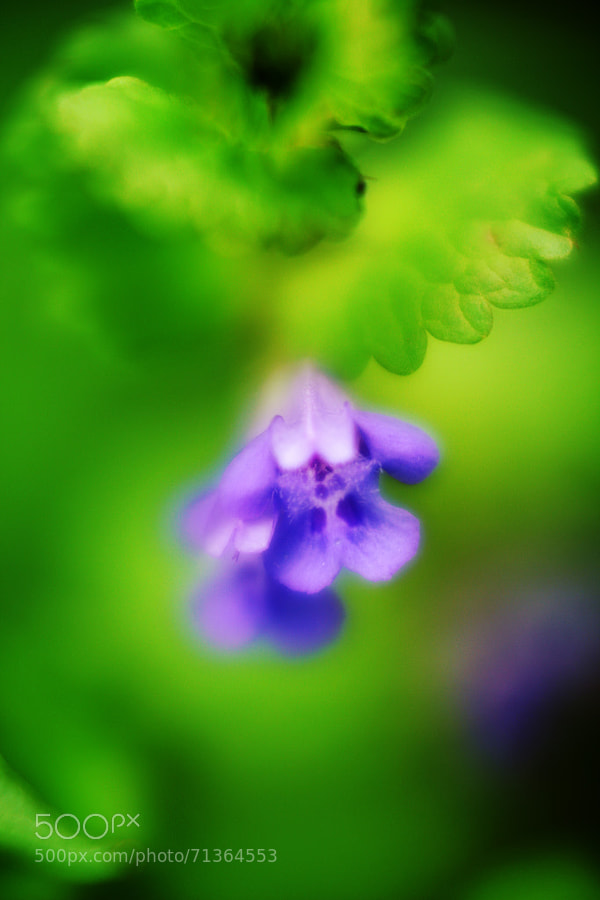 Photograph Ground Ivy by Jeff Carter on 500px