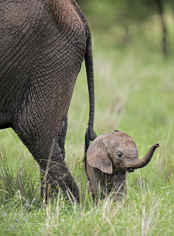 baby elephant - Photograph A tiny little elephant by Licinia Machado on 500px