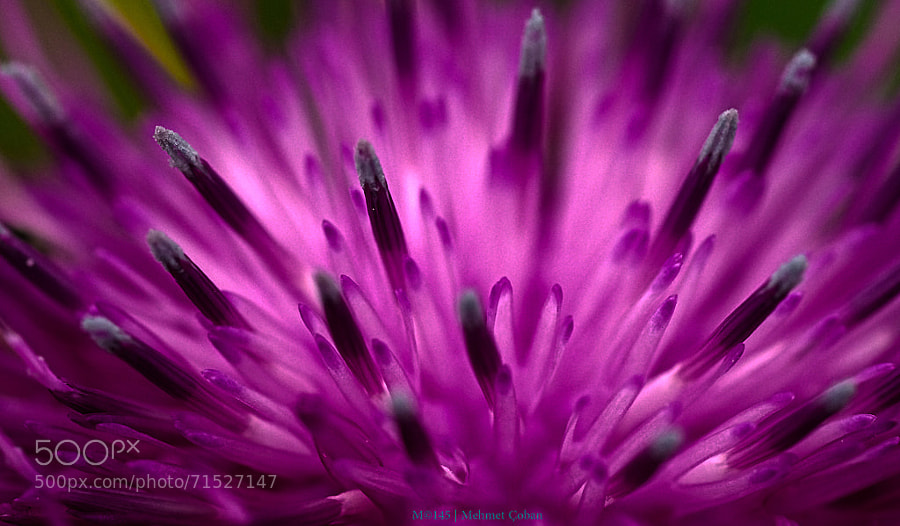 Photograph Pink pollen by Mehmet Çoban on 500px