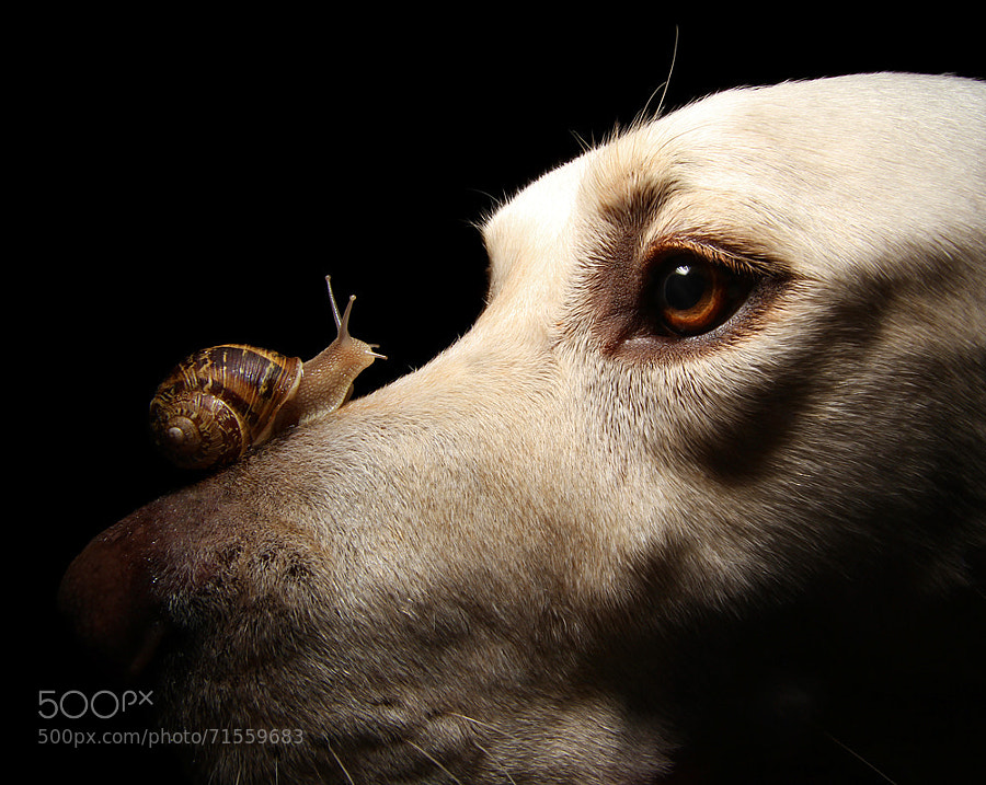 Photograph Snail and Dog by Scott Cromwell on 500px