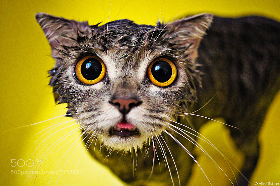 Photograph wet cat :) by Alina Esther on 500px