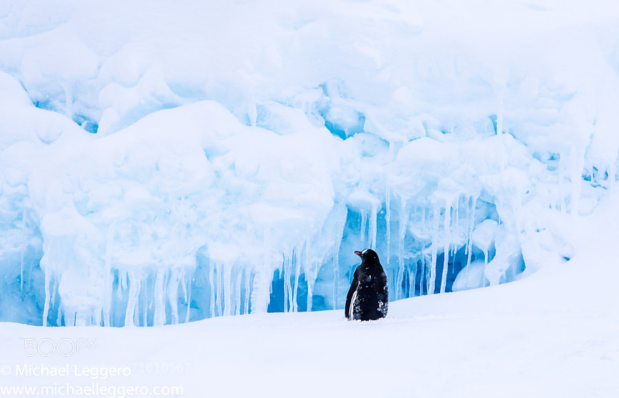 Photograph Gentoo Penguin by Michael Leggero on 500px
