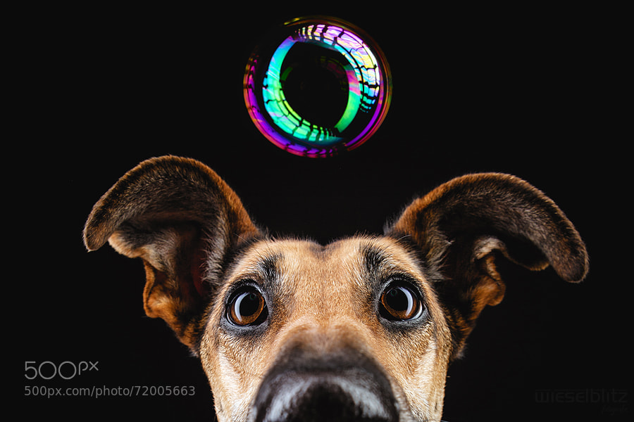 Photograph Dreams by Elke Vogelsang on 500px