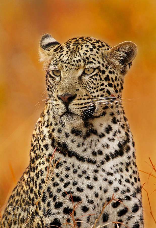 Leopard in Autumn
