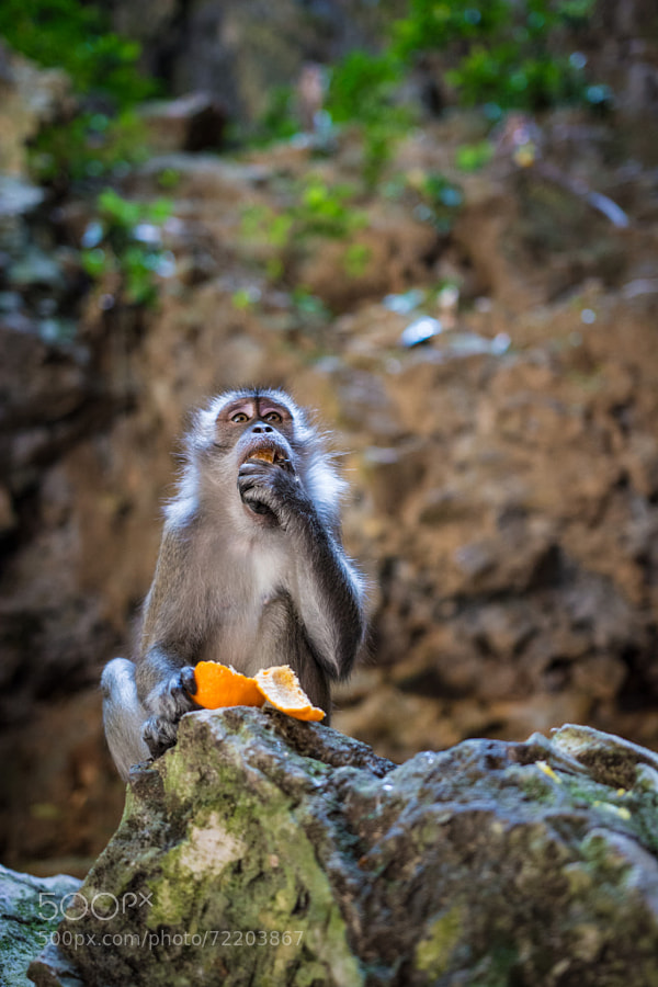 Monkey eating an orange