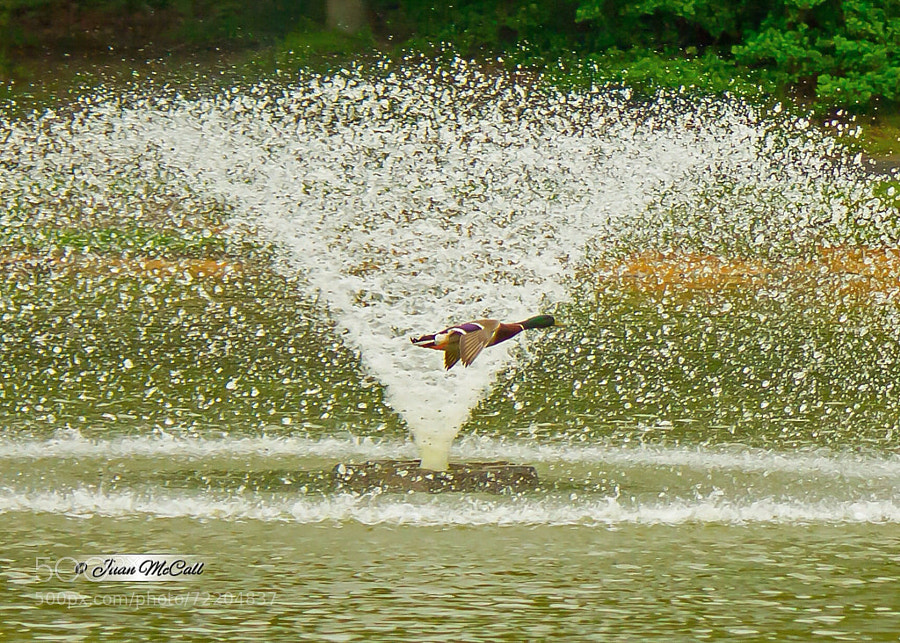 Fly by Fountain