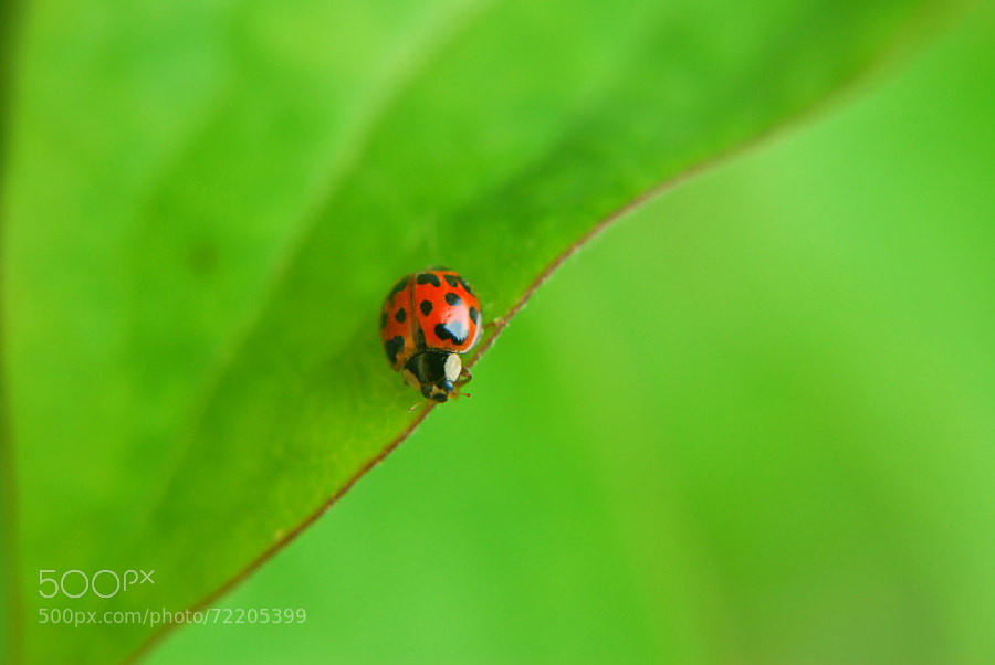 Ladybug In Green