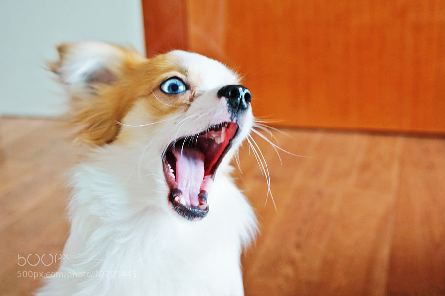 A Shocking Chihuahua