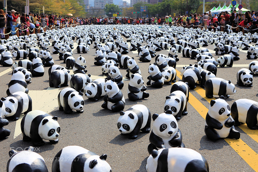 Photograph Panda by David Chen on 500px