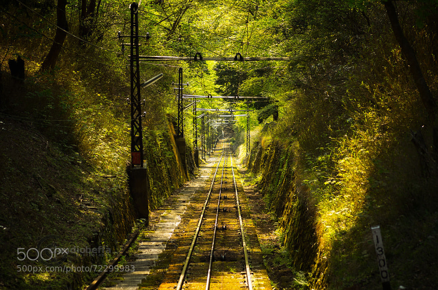 Photograph Railway into the forest by Claudio Beffa on 500px