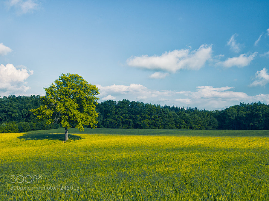 Photograph Yellow and Green in Camerana #01 by Samuele Silva on 500px