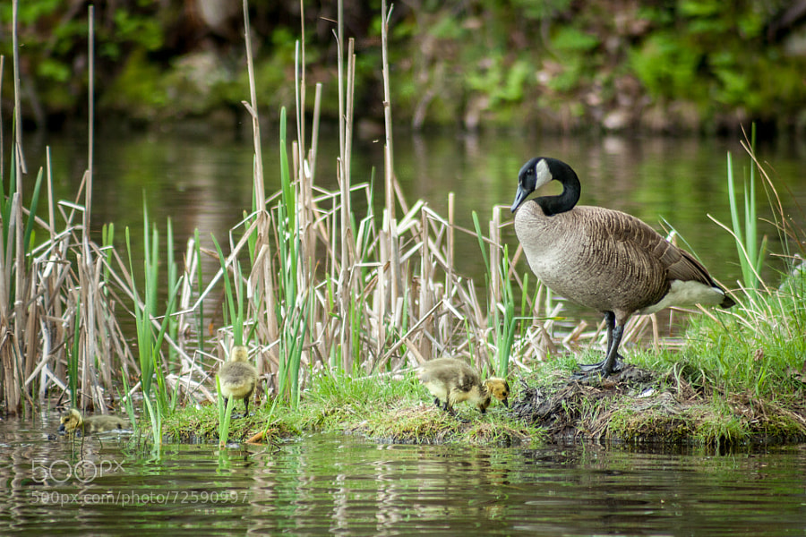 Photograph Mother Goose and Her Young by C-Shel Photography on 500px
