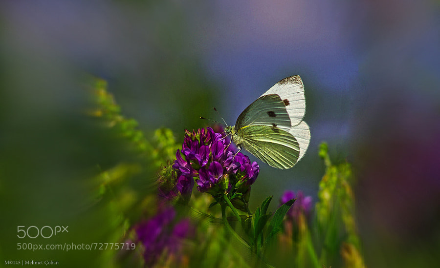 Photograph Butterfly wildflower by Mehmet Çoban on 500px