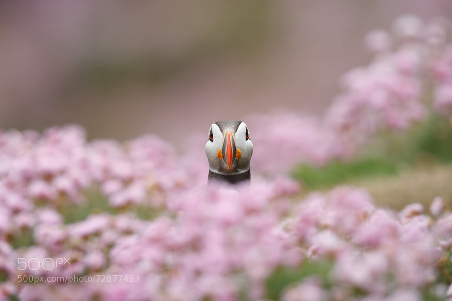 Photograph flower by Marcin Kaczmarkiewicz on 500px