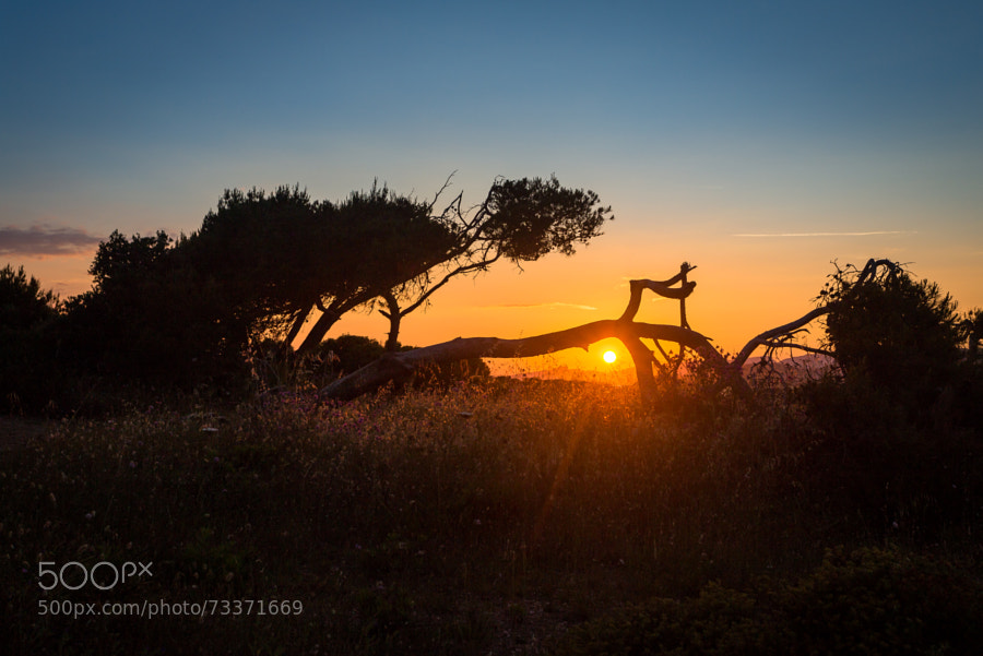 Photograph Old pine tree in the sunset by Alexandre Minard on 500px